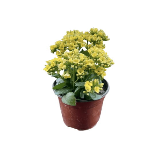 Imagen de Kalanchoe amarillo chico en planta viva (15cm aprox.)