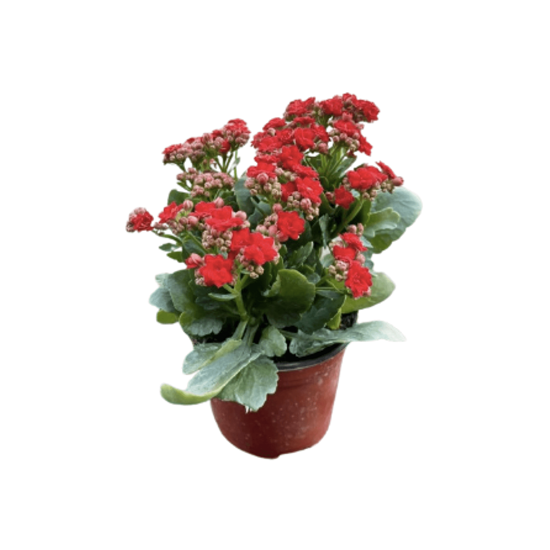 Imagen de Kalanchoe rojo chico en planta viva (15cm aprox.)