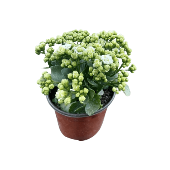 Imagen de Kalanchoe blanco chico en planta viva (15cm aprox.)