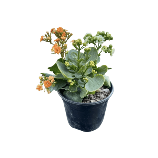 Imagen de Kalanchoe bicolor chico en planta viva (15cm aprox.)