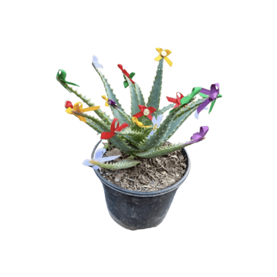 Imagen de Sábila de ornato chica en planta viva con listones de colores para protección y abundancia (15cm aprox.)