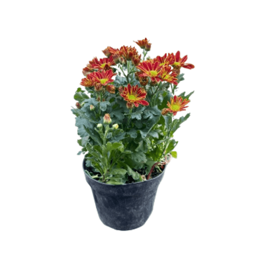 Imagen de Margarita roja mediana en planta viva (20cm aprox.)