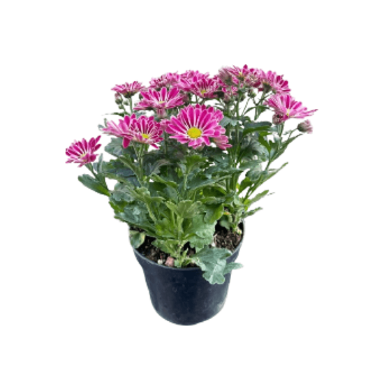 Imagen de Margarita morada mediana en planta viva (20cm aprox.)