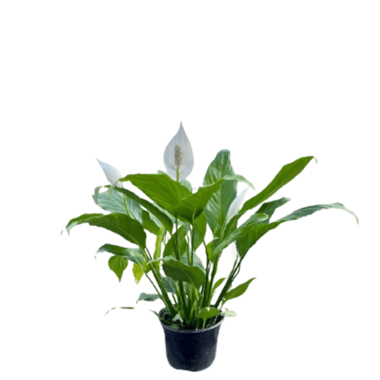 Imagen de Cuna de Moisés mediana en planta viva (40cm aprox.)