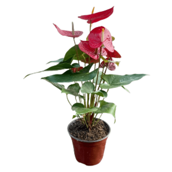 Imagen de Anturio rojo grande en planta viva (50cm aprox.)