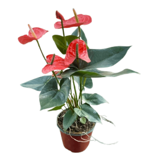 Imagen de Anturio naranja grande en planta viva (50cm aprox.)