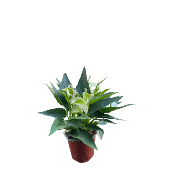 Imagen de Anturio mil amores blanco chico en planta viva (25cm aprox.)