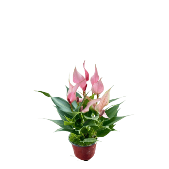 Imagen de Anturio mil amores rosa chico en planta viva (25cm aprox.)