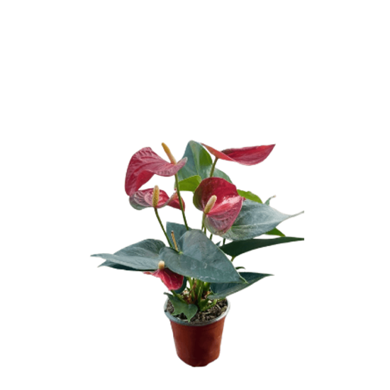 Imagen de Anturio rojo chico en planta viva (25cm aprox.)