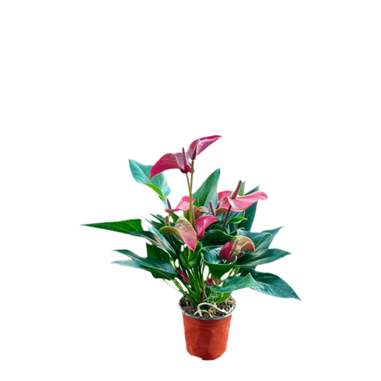 Imagen de Anturio mil amores morado chico en planta viva (25cm aprox.)