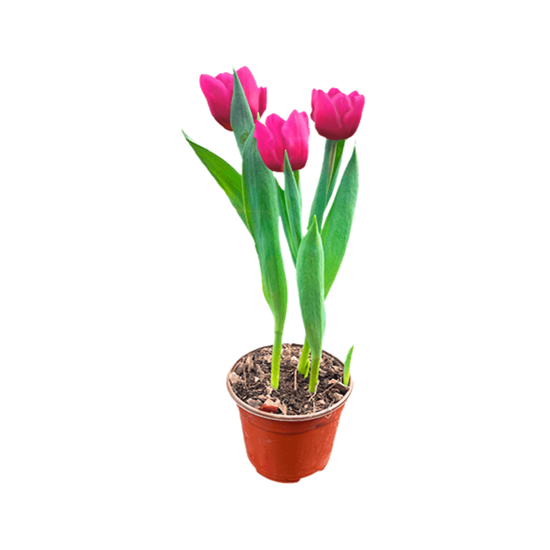 Imagen de Tulipán holandés rosa fucsia con flor abierta en planta viva (35cm aprox.)