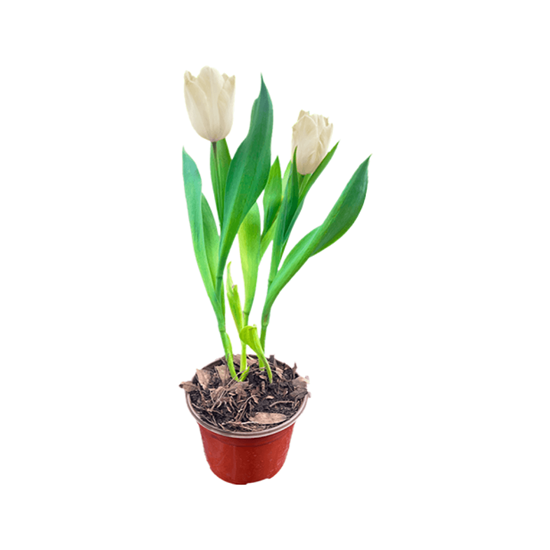 Imagen de Tulipán holandés blanco con flor abierta en planta viva (35cm aprox.)