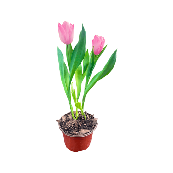 Imagen de Tulipán holandés rosa claro con flor abierta en planta viva (35cm aprox.)