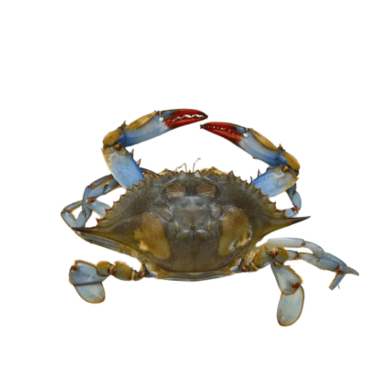 Imagen de Jaiba entera cruda en concha