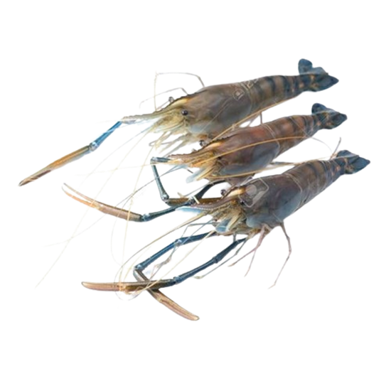 Imagen de Langostino de río mediano