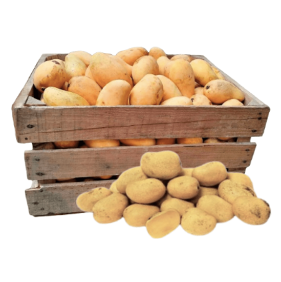 Imagen de Mango Ataúlfo baby por caja (25kg aprox.)