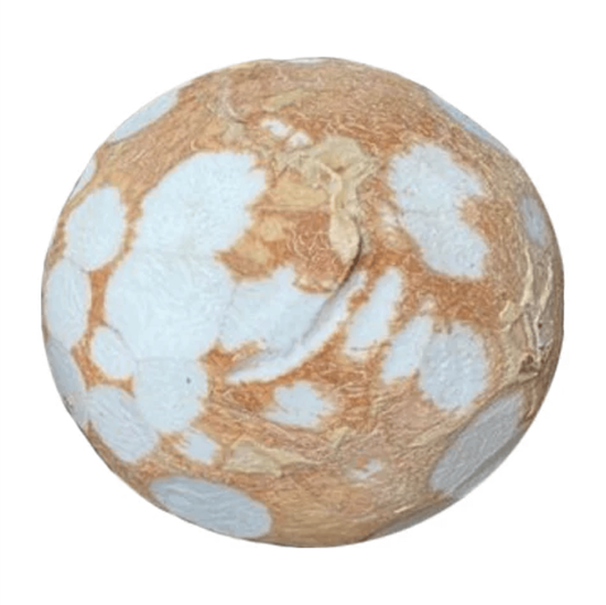 Imagen de Coco de agua pelado extra grande