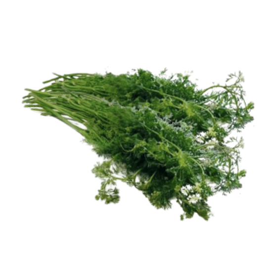 Imagen de Cilantro criollo o arromerado en manojo grande (250g aprox.)