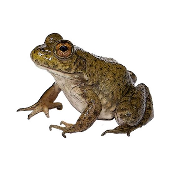 Imagen de Rana toro grande viva (350g aprox.)