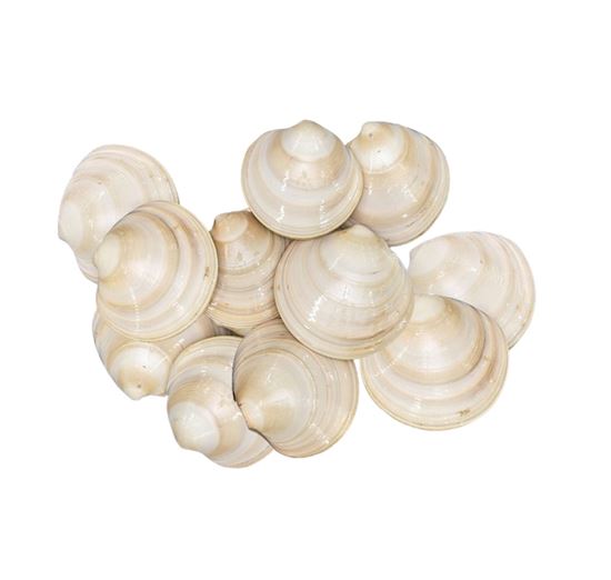 Imagen de Almeja blanca mantequilla por docena