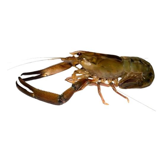 Imagen de Acamaya de río fresca