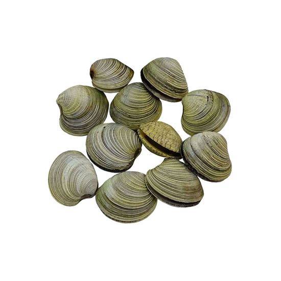 Imagen de Almeja Chione congelada