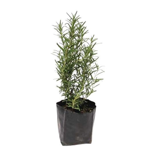 Imagen de Romero en planta viva