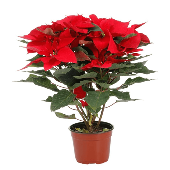 Imagen de Nochebuena roja extra jumbo en planta viva (maceta #10 - 85cm aprox.)