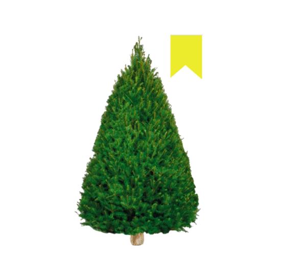 Imagen de Árbol de navidad natural Douglas Fir etiqueta amarilla (1.70m a 1.80m aprox.)