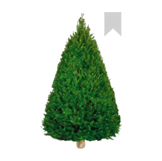 Imagen de Árbol de navidad natural Douglas Fir etiqueta blanca (2.00m a 2.20m aprox.)