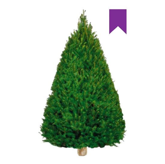 Imagen de Árbol de navidad natural Douglas Fir etiqueta morada (2.20m a 2.80m aprox.)