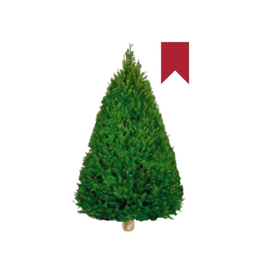 Imagen de Árbol de navidad natural Douglas Fir etiqueta roja (1.60m a 1.70m aprox.)