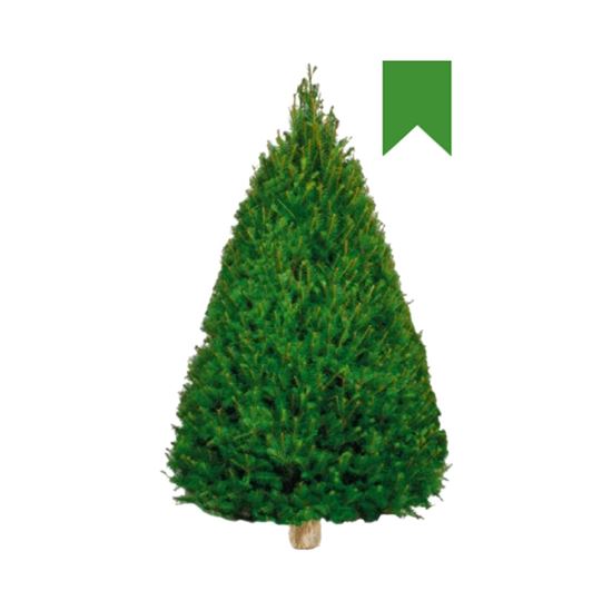 Imagen de Árbol de navidad natural Douglas Fir etiqueta verde (1.80m a 2.00m aprox.)