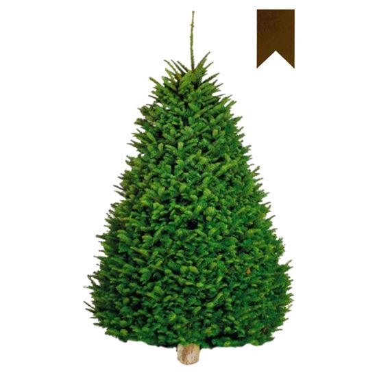 Imagen de Árbol de navidad natural Noble Fir etiqueta café (3.00m a 5.00m aprox.)