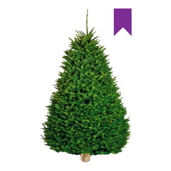 Imagen de Árbol de navidad natural Noble Fir etiqueta morada (2.20m a 2.80m aprox.)
