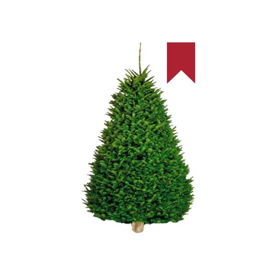 Imagen de Árbol de navidad natural Noble Fir etiqueta roja (1.60m a 1.70m aprox.)