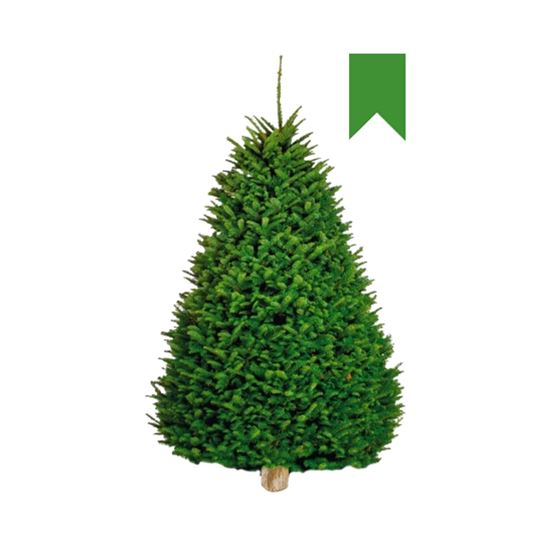 Imagen de Árbol de navidad natural Noble Fir etiqueta verde (1.80m a 2.00m aprox.)