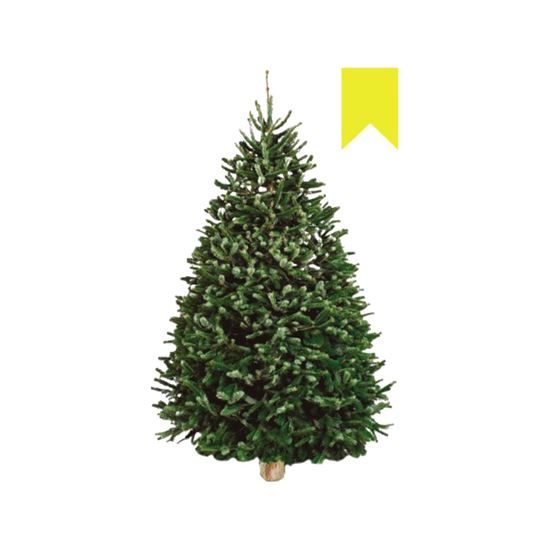 Imagen de Árbol de navidad natural Nordmann Fir etiqueta amarilla (1.70m a 1.80m aprox.)