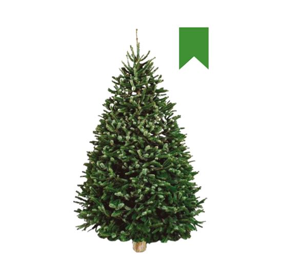 Imagen de Árbol de navidad natural Nordmann Fir etiqueta verde (1.80m a 2.00m aprox.)