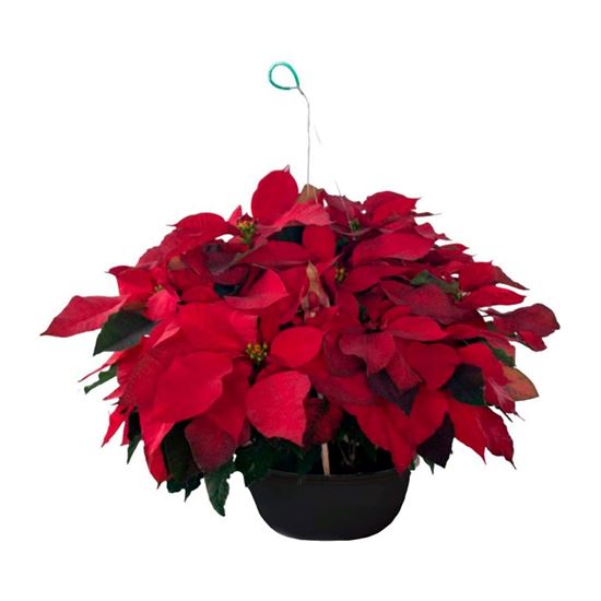 Imagen de Nochebuena roja extra grande aérea (colgante) en planta viva