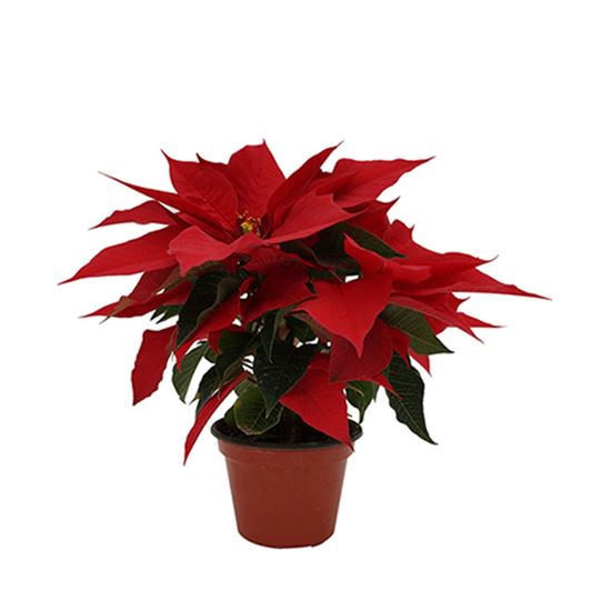 Imagen de Nochebuena roja mediana en planta viva (maceta #5 - 35cm aprox.)