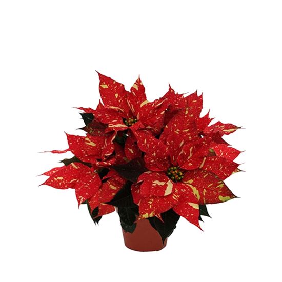 Imagen de Nochebuena roja jaspeada red glitter chica en planta viva (maceta #4 - 25cm aprox.)