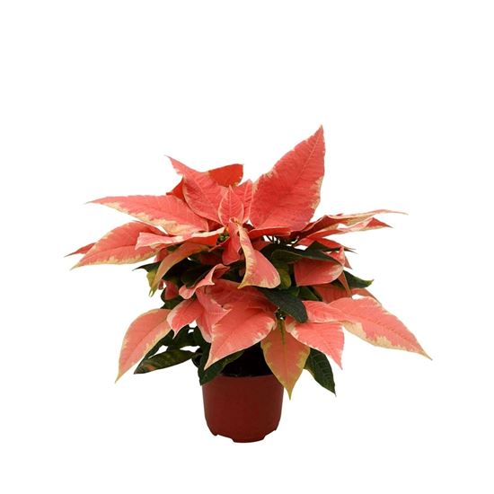 Imagen de Nochebuena bicolor marble star chica en planta viva (maceta #4 - 25cm aprox.)