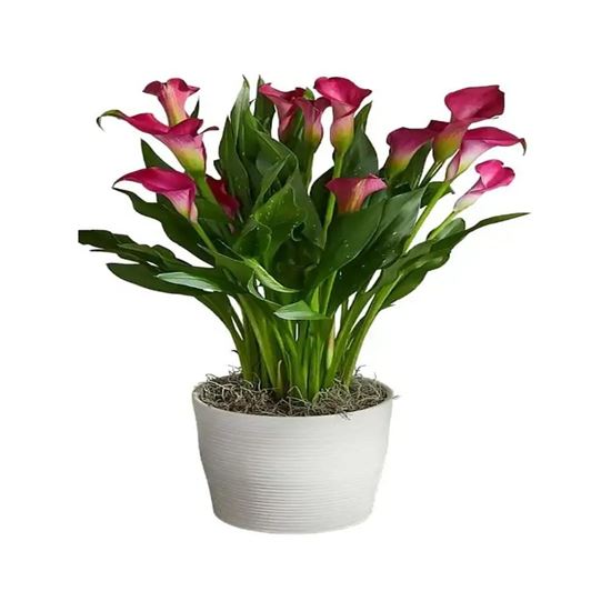 Imagen de Calla Lily Rosa