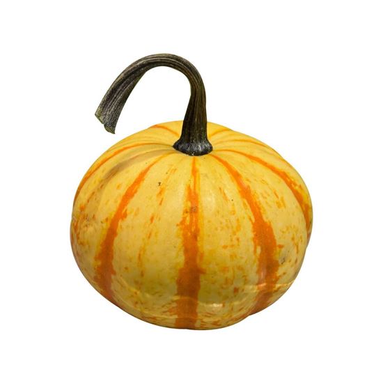 Imagen de Calabaza Tiger