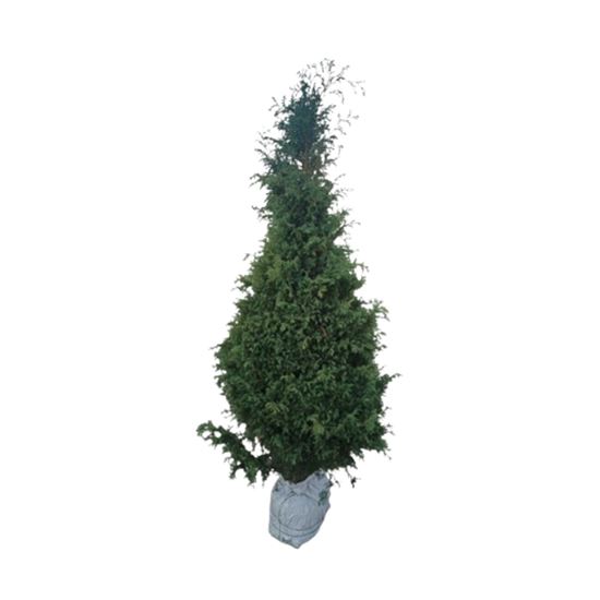 Imagen de Árbol de navidad natural mexicano Cedrela (2m aprox.)