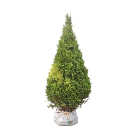 Imagen de Árbol de navidad natural mexicano Pícea (2m aprox.)