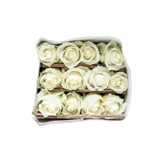 Imagen de Flor de rosa color blanco por docena