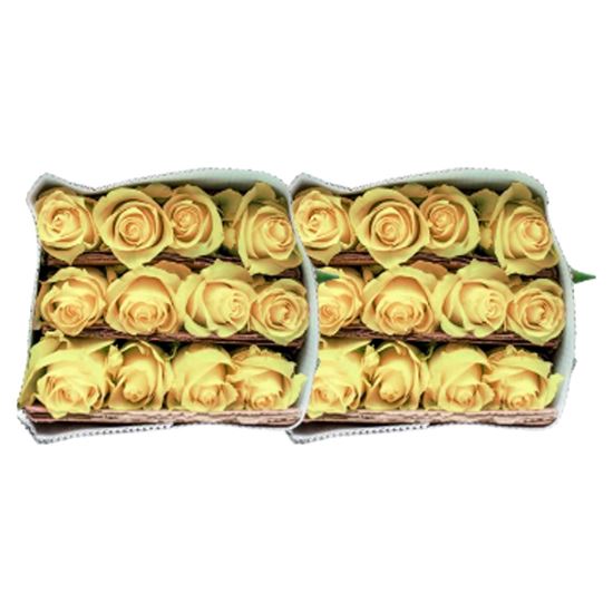 Imagen de Flor de rosa color amarillo paquete con dos docenas (24 pzas)