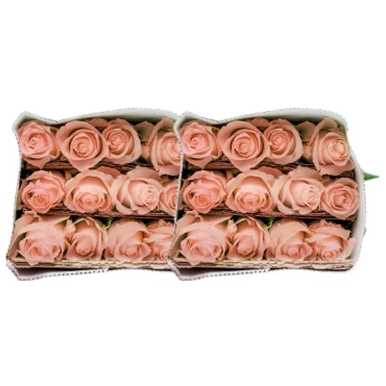 Imagen de Flor de rosa color salmón paquete con dos docenas (24 pzas)